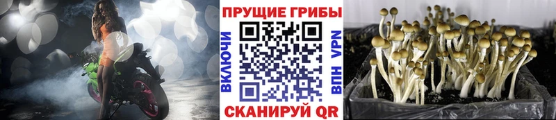 Галлюциногенные грибы Psilocybe  наркошоп  Сим 